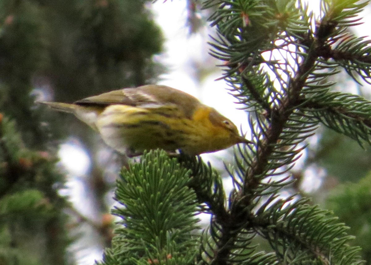 Cape May Warbler - ML115822211