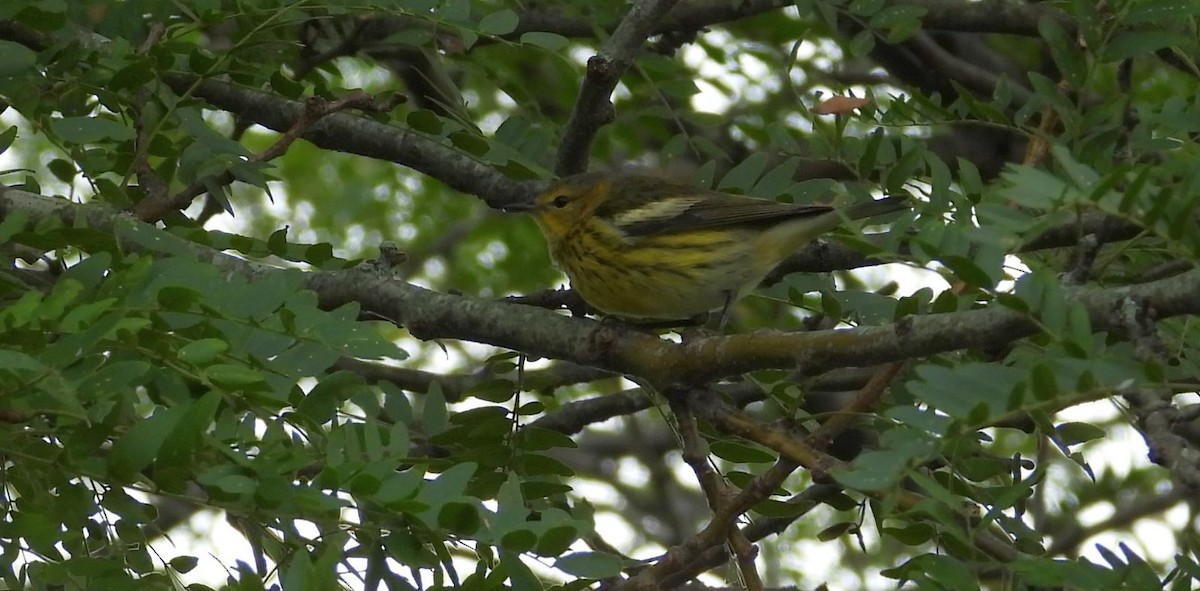 Cape May Warbler - Rick Luehrs
