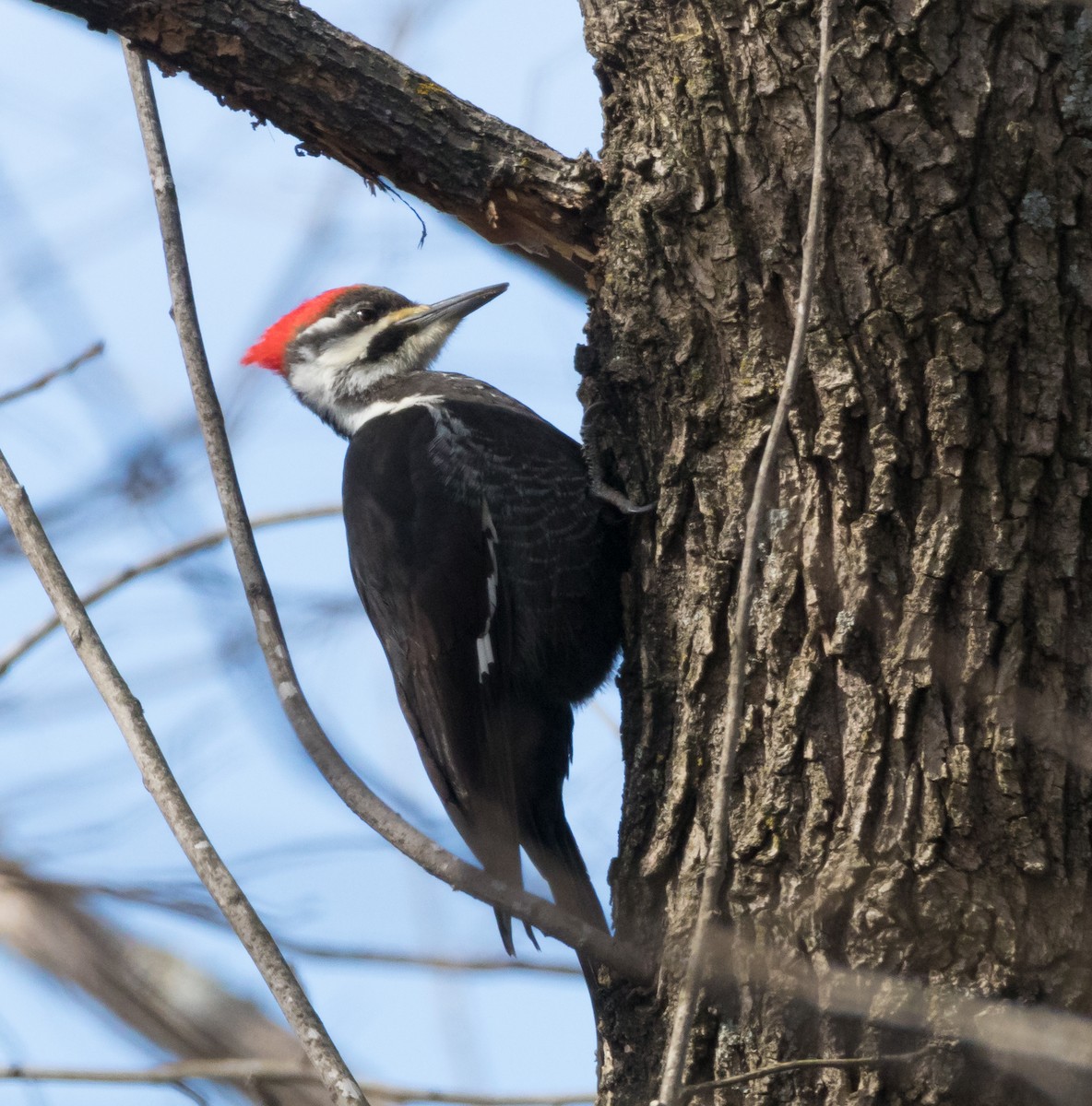Pileated Woodpecker - Peter Quadarella