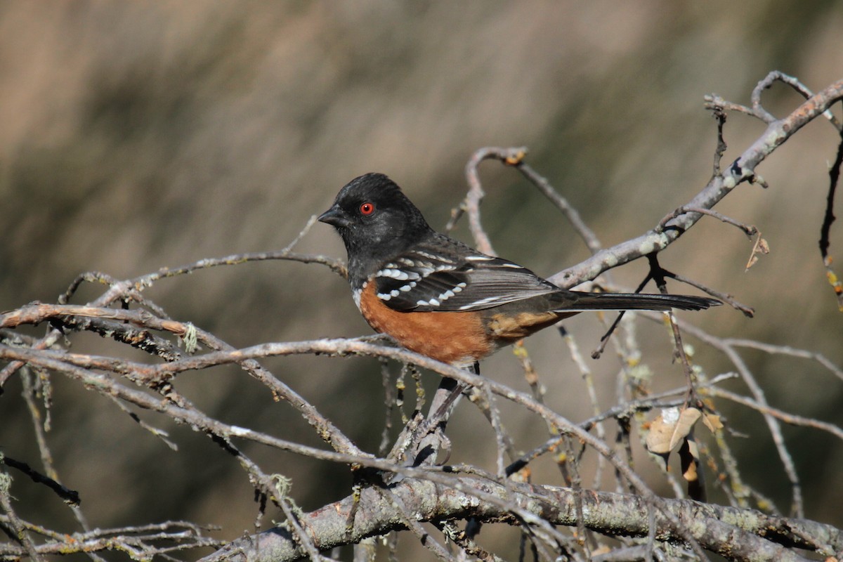 Spotted Towhee - ML115823781