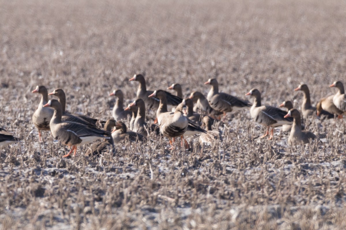 Greater White-fronted Goose - ML115823941