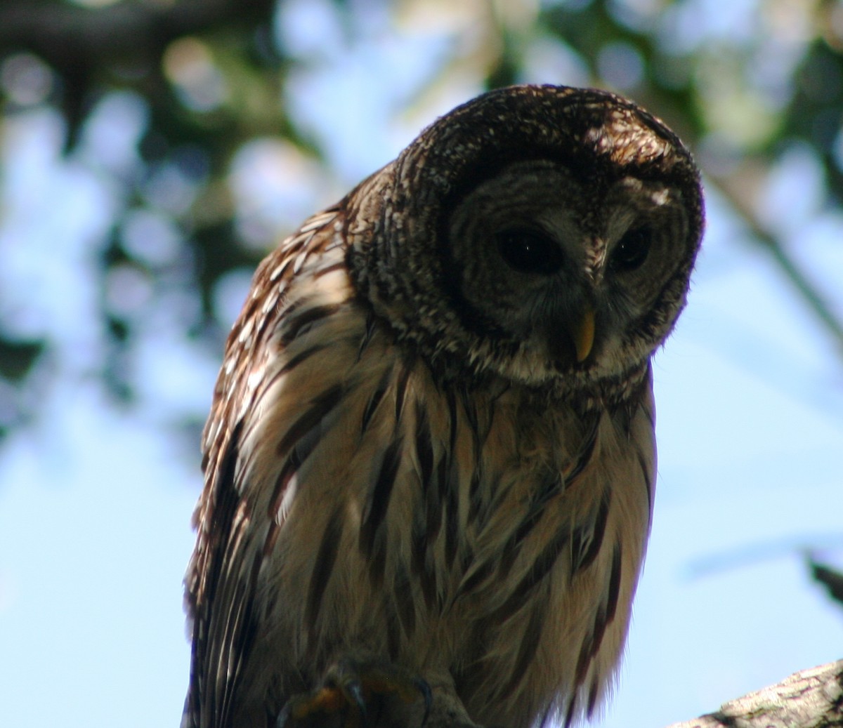 Barred Owl - ML115826841
