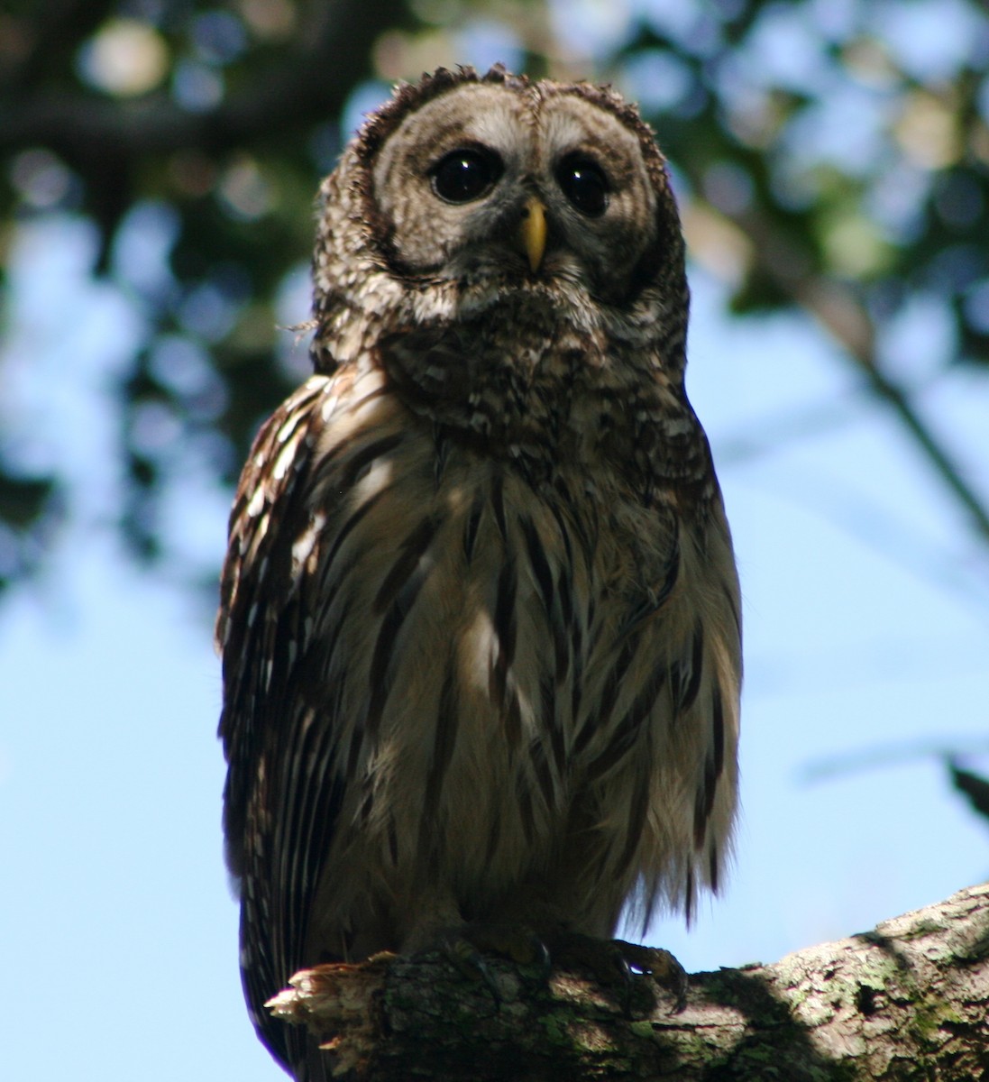 Barred Owl - ML115826911