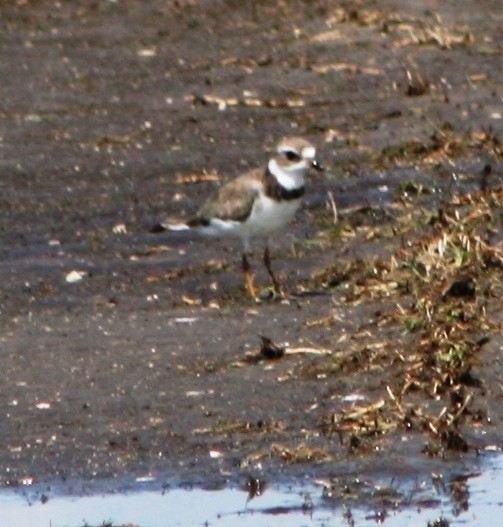 Semipalmated Plover - ML115827011