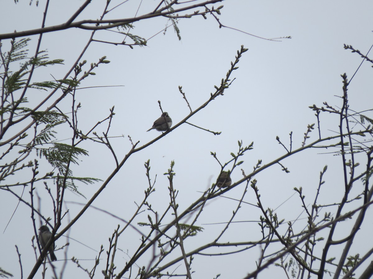Double-collared Seedeater - ML115828921