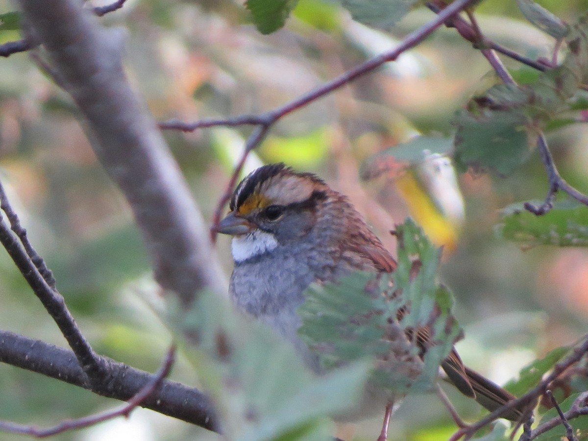 White-throated Sparrow - Jerry Smith