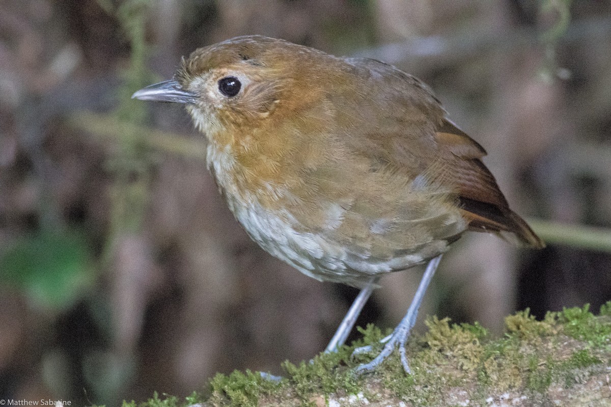 Brown-banded Antpitta - ML115830821