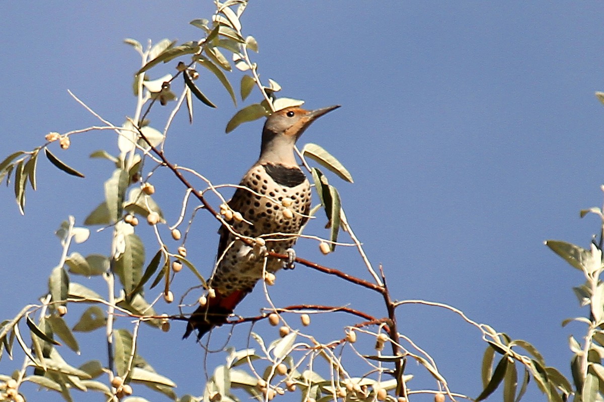 Northern Flicker (Red-shafted) - Hannah Tripp