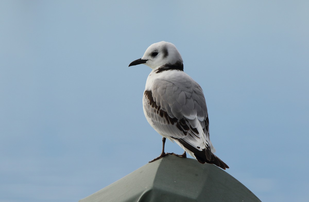 Mouette tridactyle - ML115841091