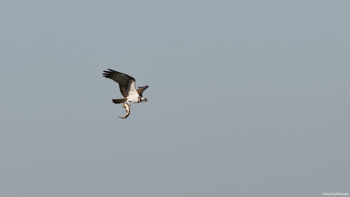 Osprey (haliaetus) - Kuzey Cem Kulaçoğlu