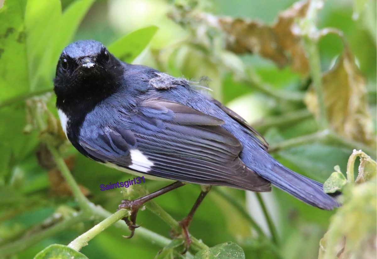 Black-throated Blue Warbler - Michelle Cano 🦜