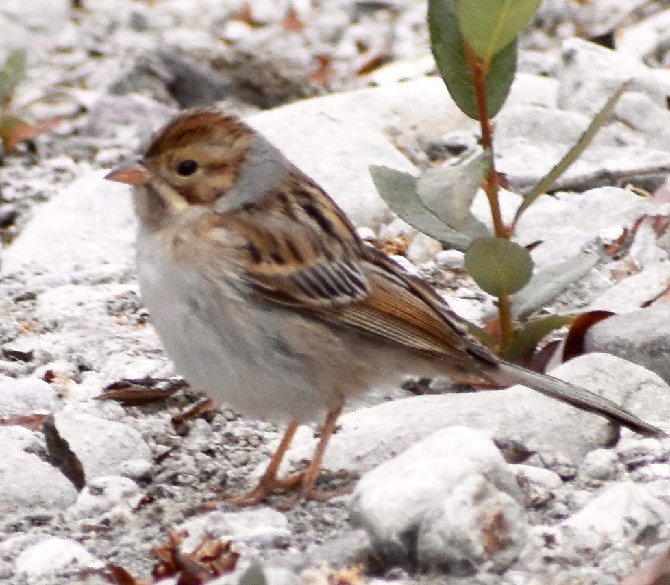 Clay-colored Sparrow - John/Linda Mendoza