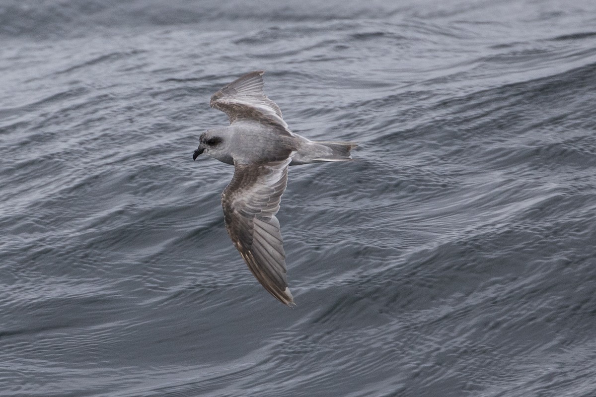 Fork-tailed Storm-Petrel - ML115843941