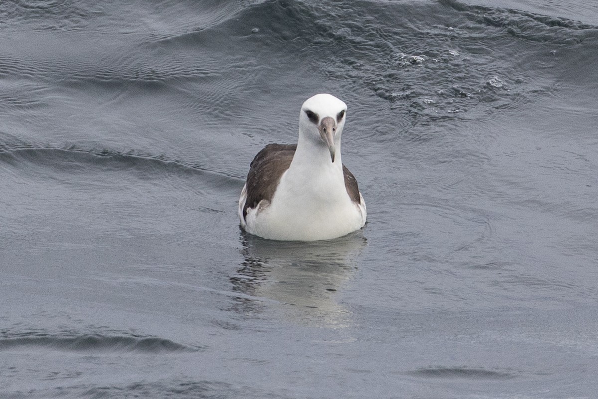 albatros laysanský - ML115844081