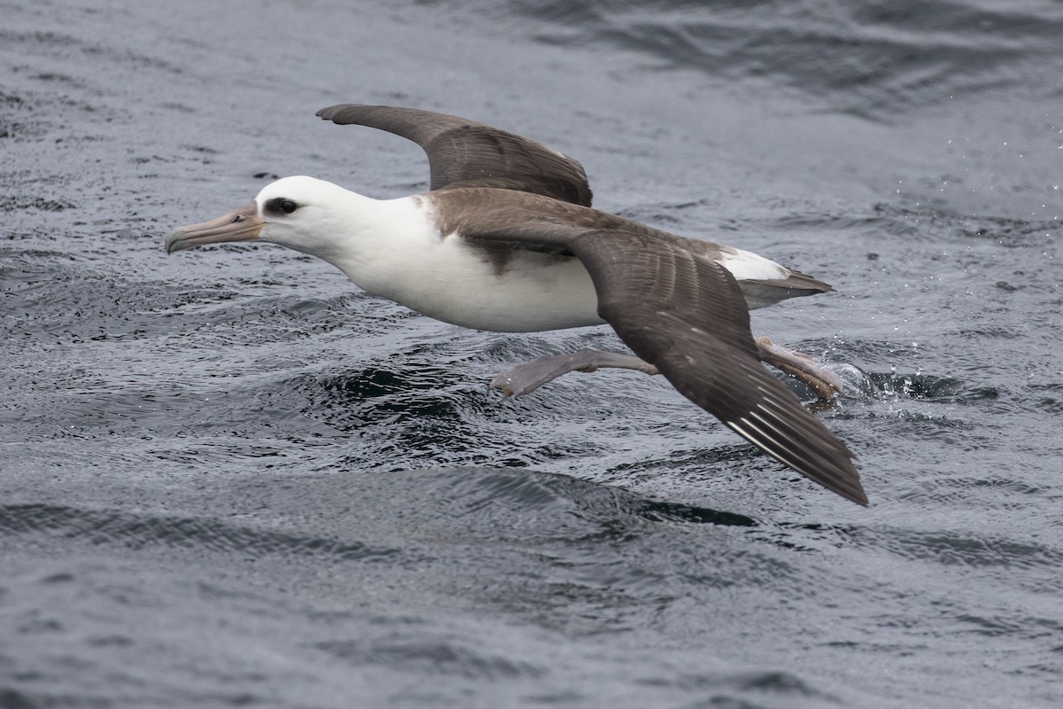 albatros laysanský - ML115844281