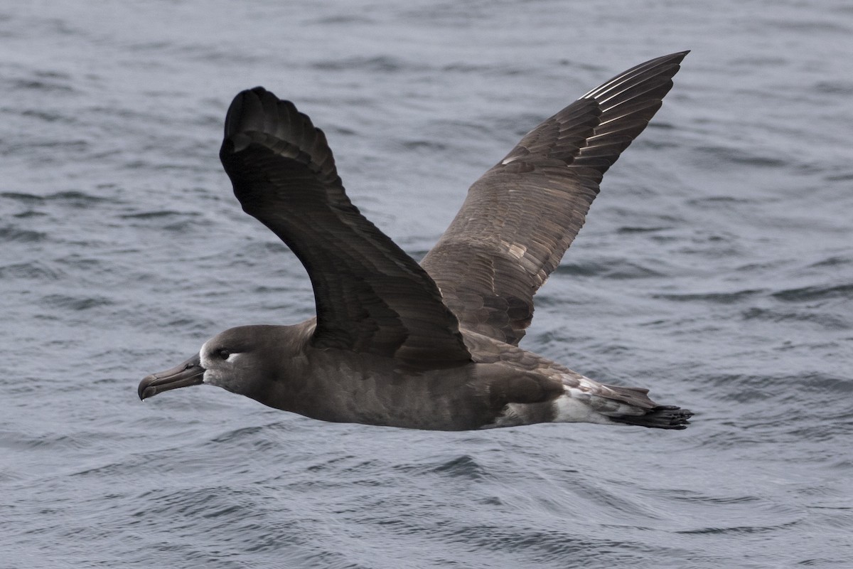 Black-footed Albatross - Robert Lockett