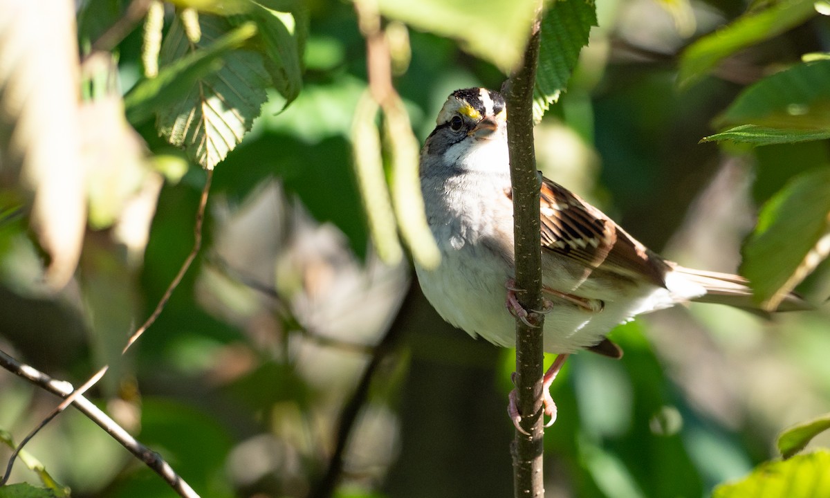 White-throated Sparrow - Brad Heath