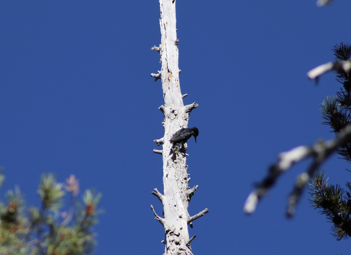 Black-backed Woodpecker - ML115849371