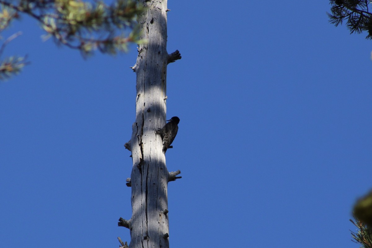 Black-backed Woodpecker - ML115849381