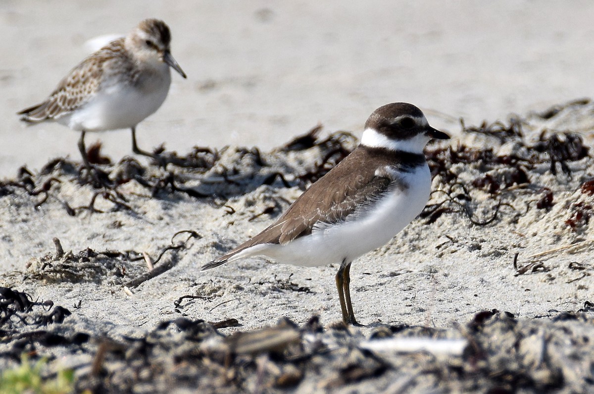 Semipalmated Plover - ML115851391