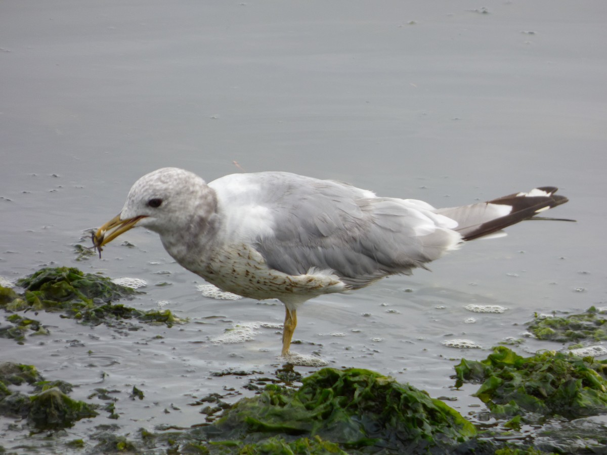 Short-billed Gull - Bill Crins