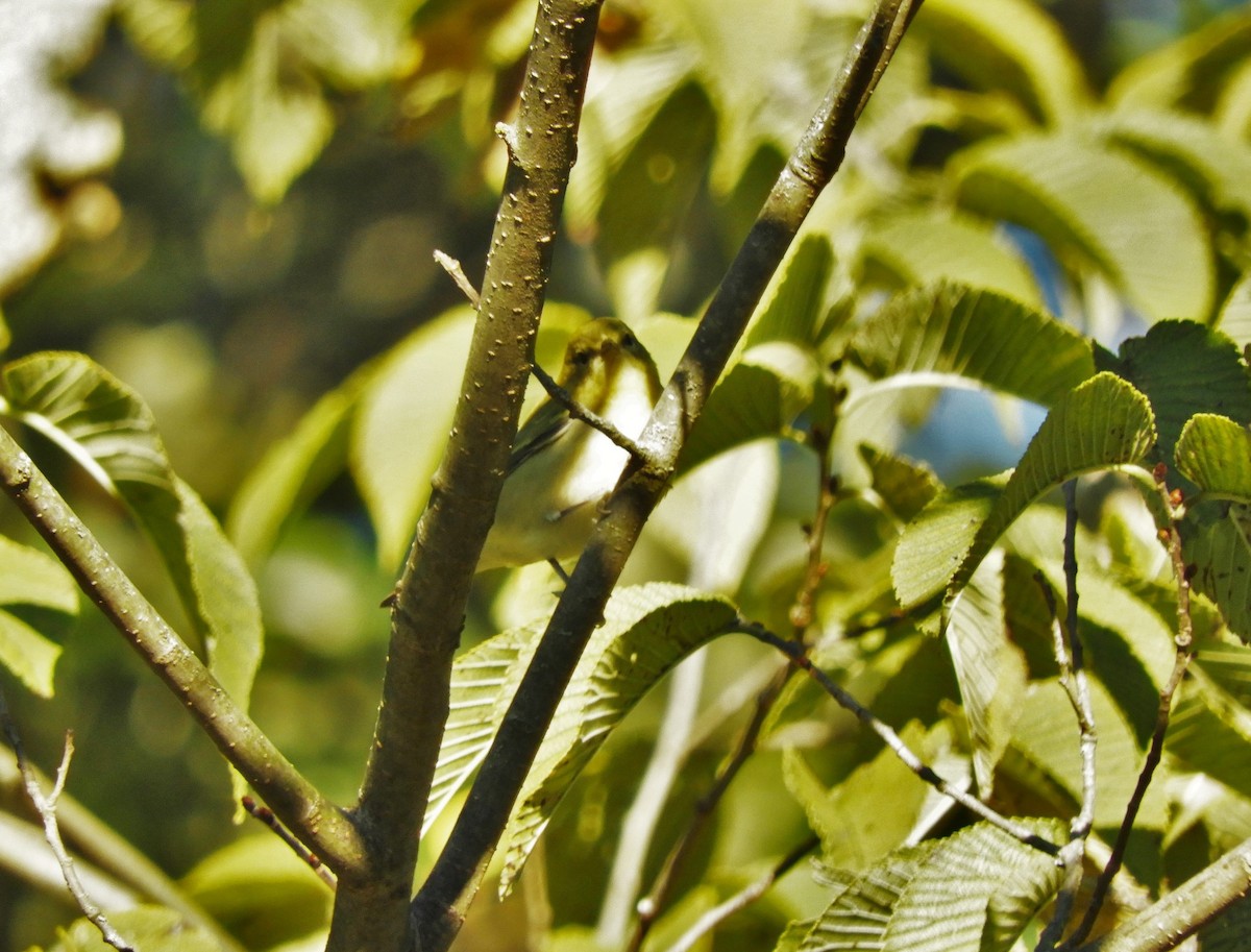 Black-throated Blue Warbler - heidi tarasiuk