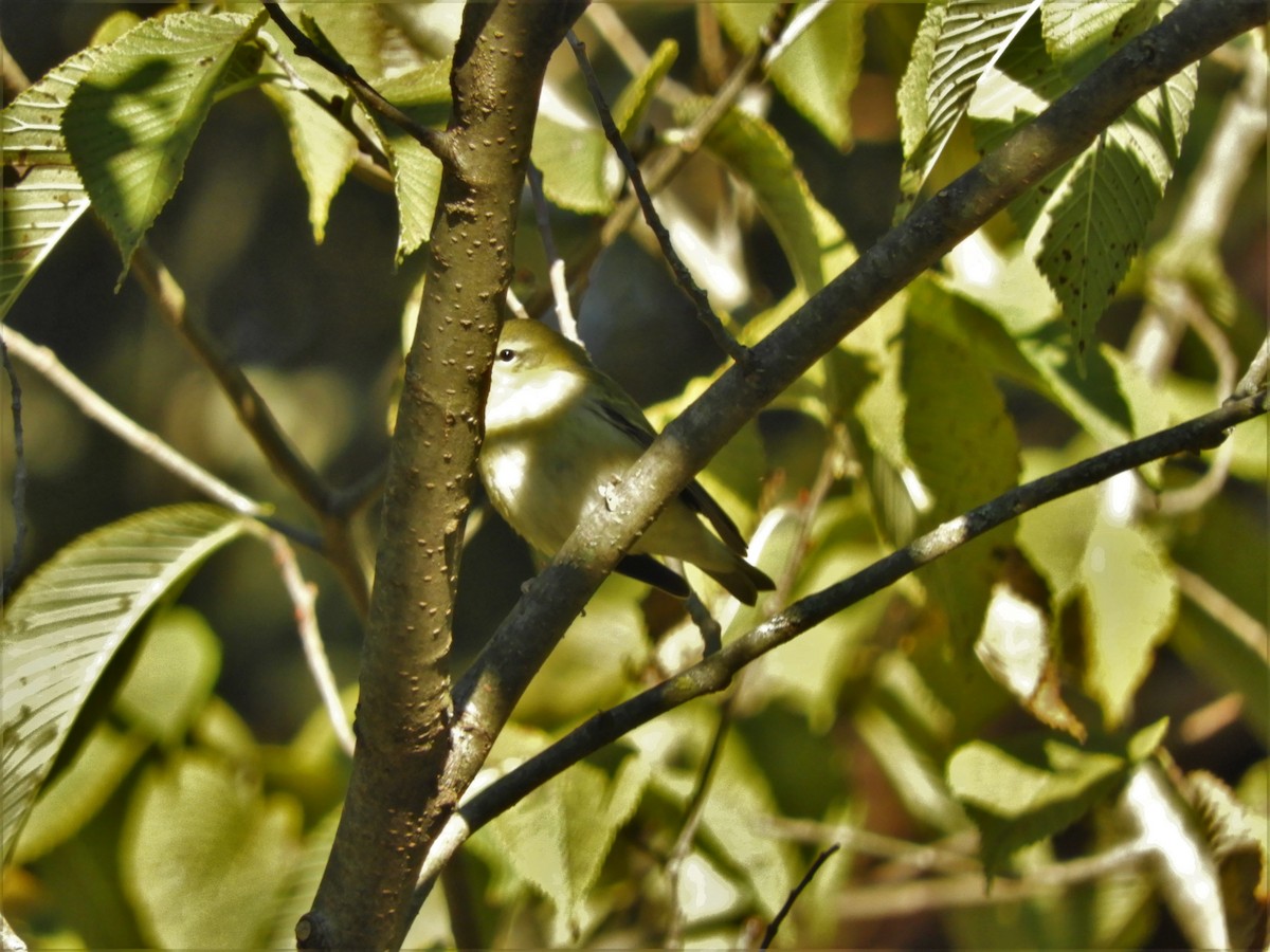 Black-throated Blue Warbler - heidi tarasiuk