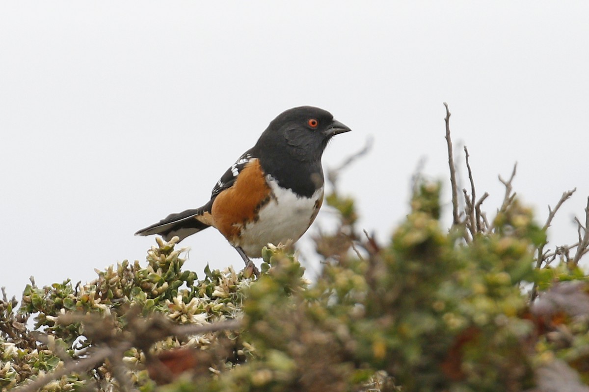 Spotted Towhee - ML115859301