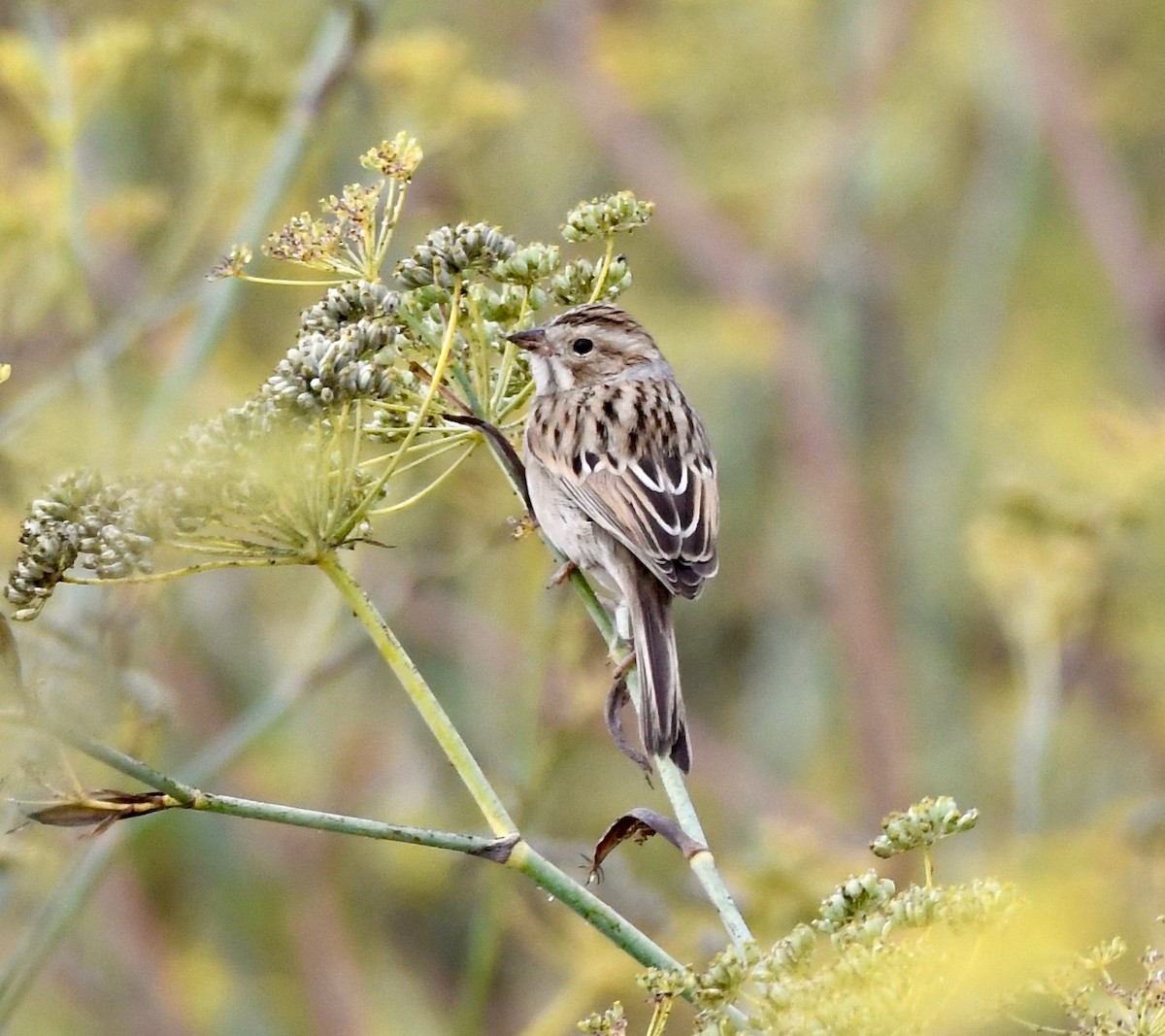 Clay-colored Sparrow - ML115859691