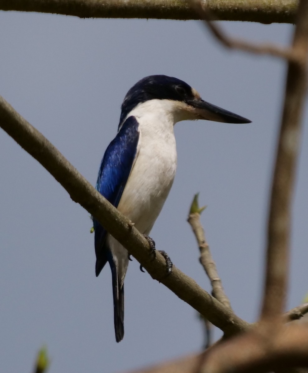 Forest Kingfisher - ML115861611