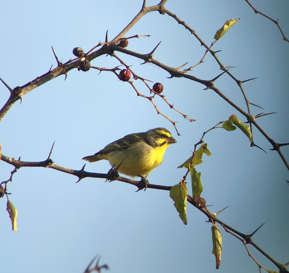 Yellow-fronted Canary - Stuart Malcolm