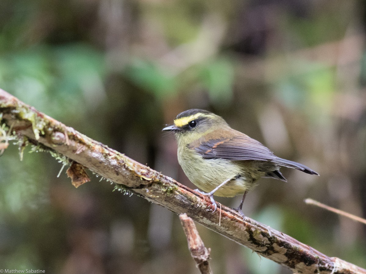 Yellow-bellied Chat-Tyrant - ML115867871
