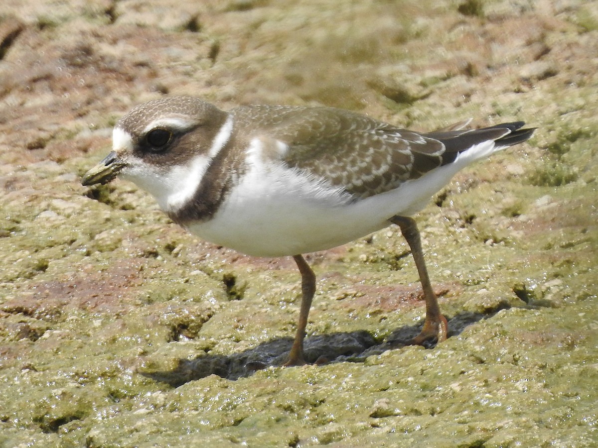 Semipalmated Plover - ML115871751