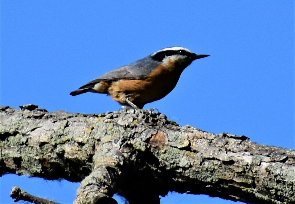 Red-breasted Nuthatch - ML115871911