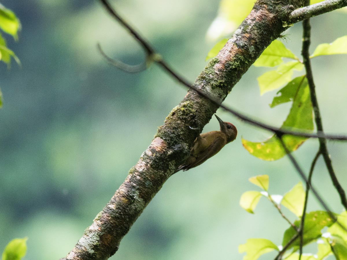 Smoky-brown Woodpecker - matthew sabatine