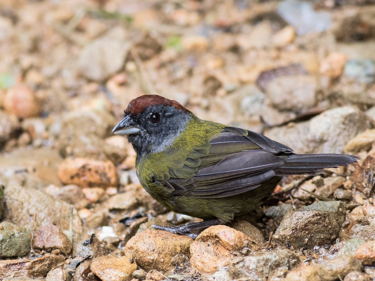 Olive Finch - ML115874781