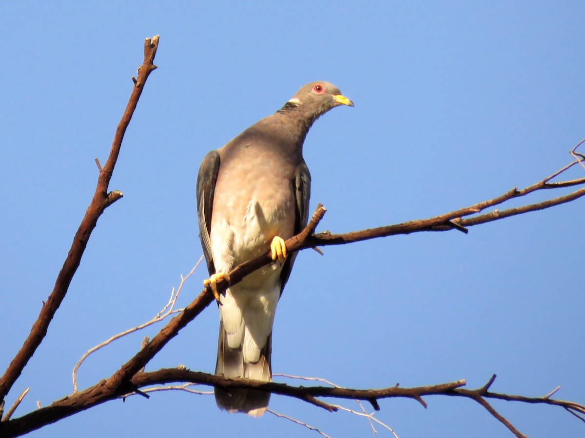 Band-tailed Pigeon - Kathryn McGiffen