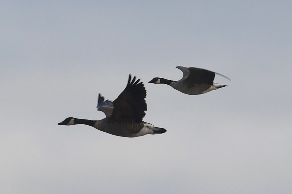 Cackling Goose (Richardson's) - ML115880281