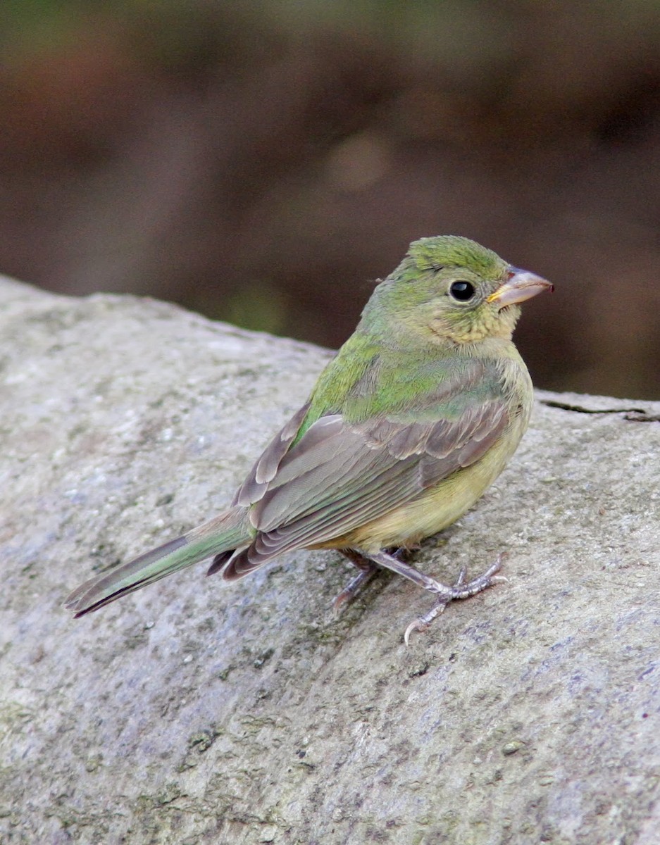 Painted Bunting - ML115881111