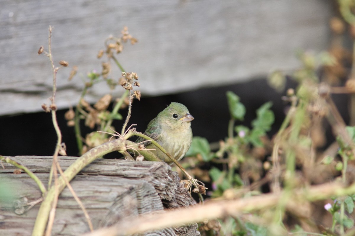 Painted Bunting - ML115881141