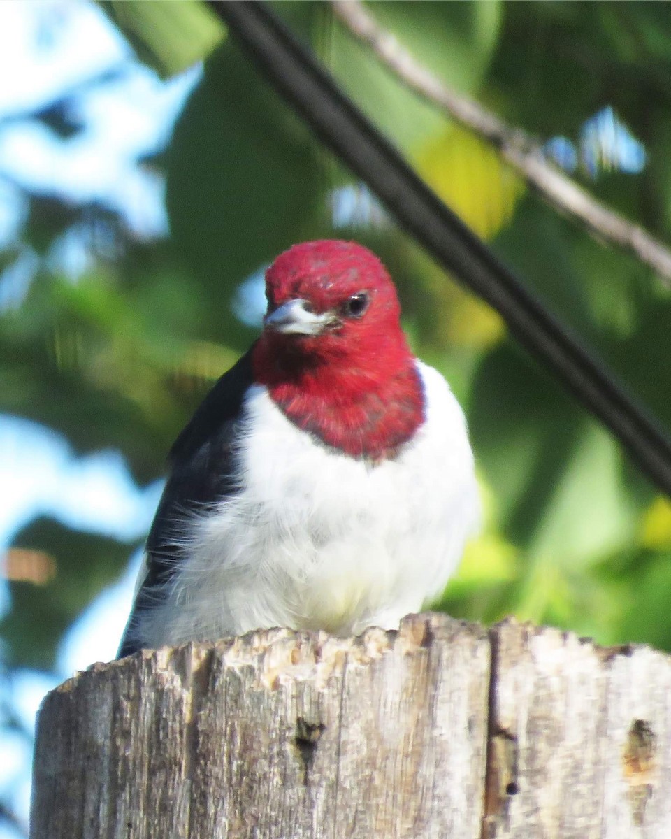 Red-headed Woodpecker - Linda Curtis