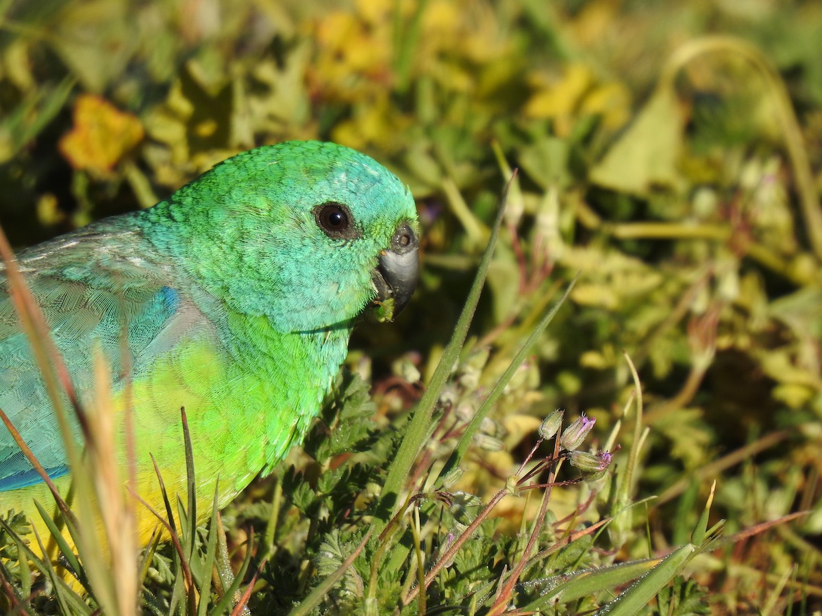 Red-rumped Parrot - ML115882721