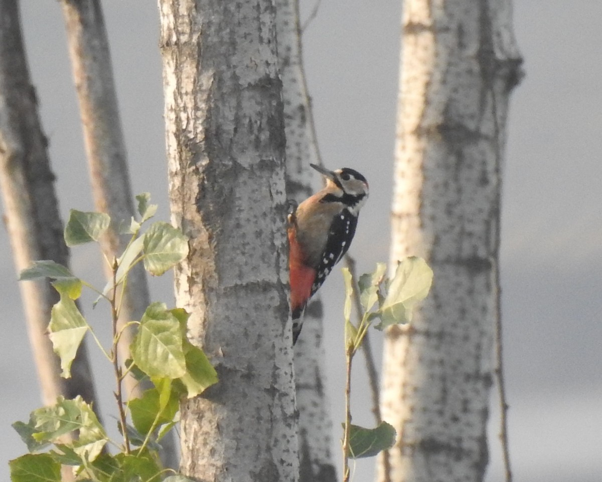 Great Spotted Woodpecker - Scott Young