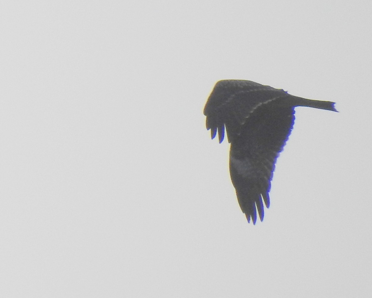 Black Kite (Black-eared) - ML115885121