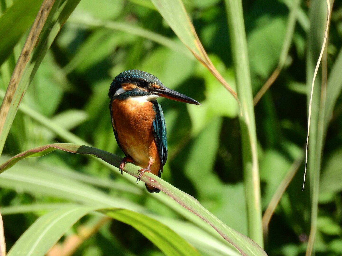 Common Kingfisher - Frederic  Liu