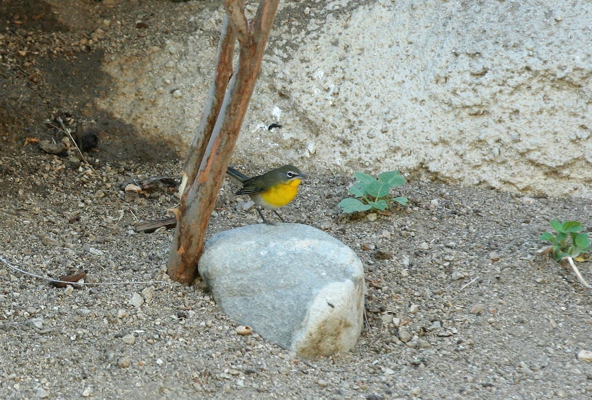Yellow-breasted Chat - ML115885951