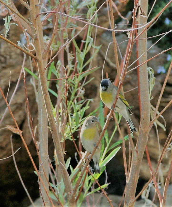 Lawrence's Goldfinch - ML115888091