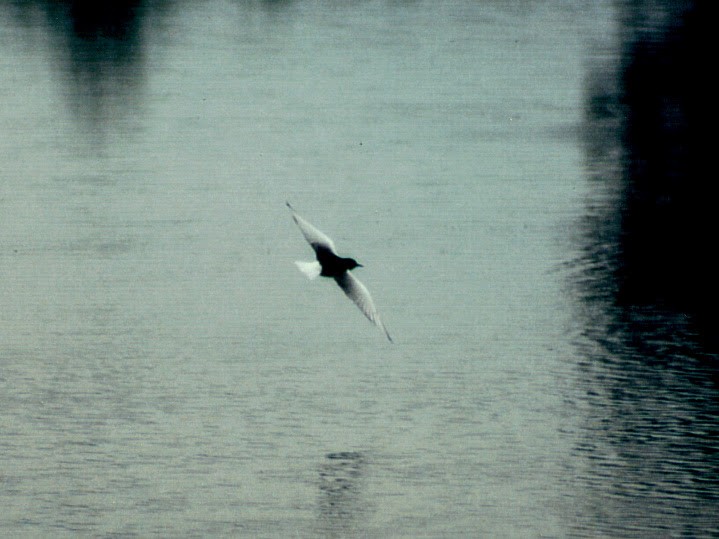 White-winged Tern - Sean McAllister