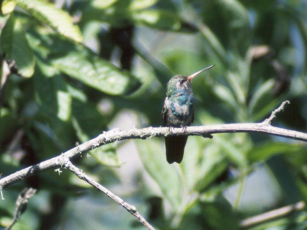 Broad-billed Hummingbird - Sean McAllister