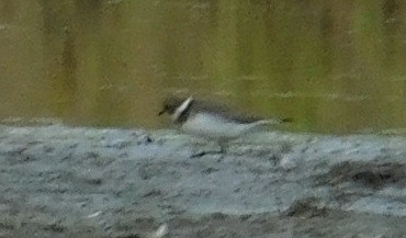 Semipalmated Plover - ML115889591